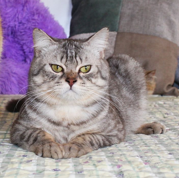 Красень британець