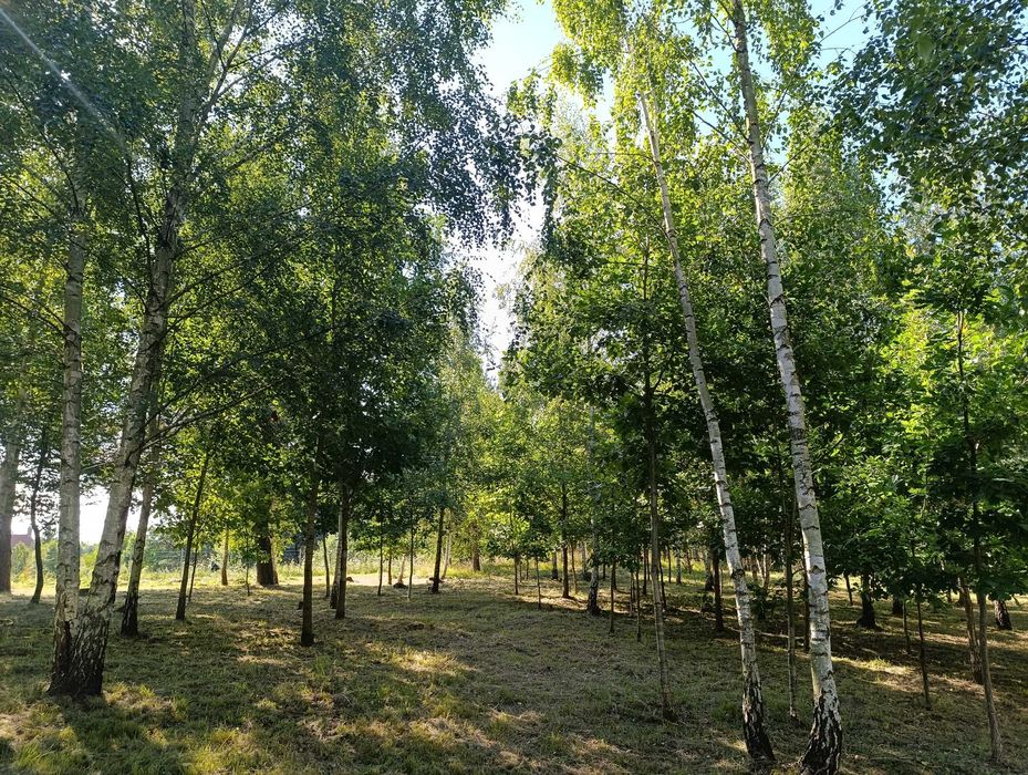 działki budowlane Szafarnia (MPZP)