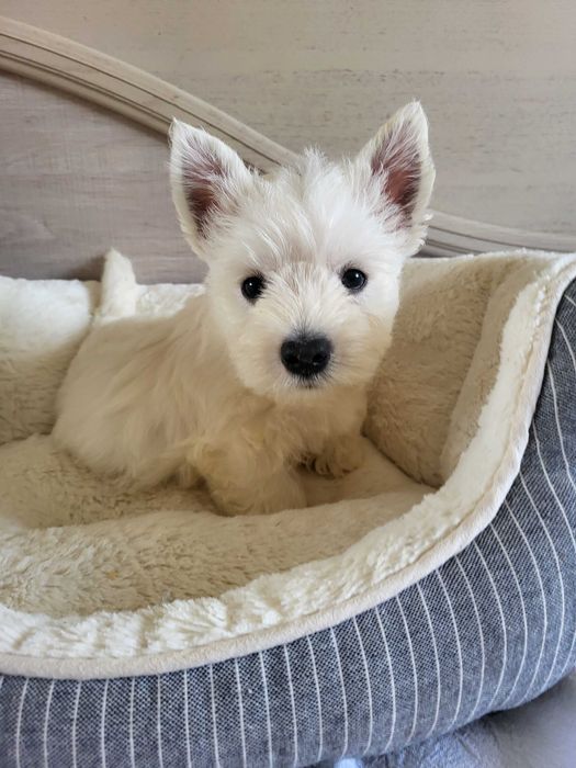 West Highland White Terrier, цуценята
