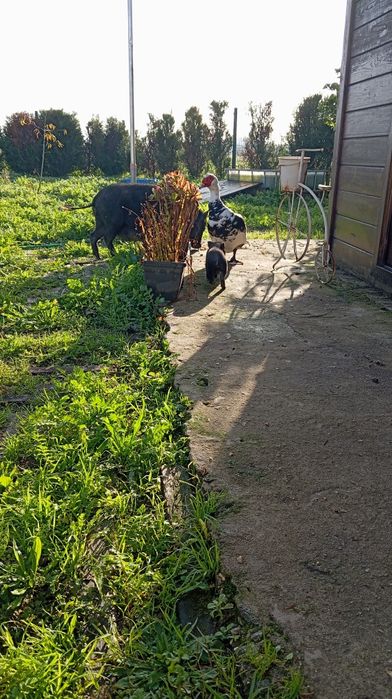 Porcos vietnamitas anão