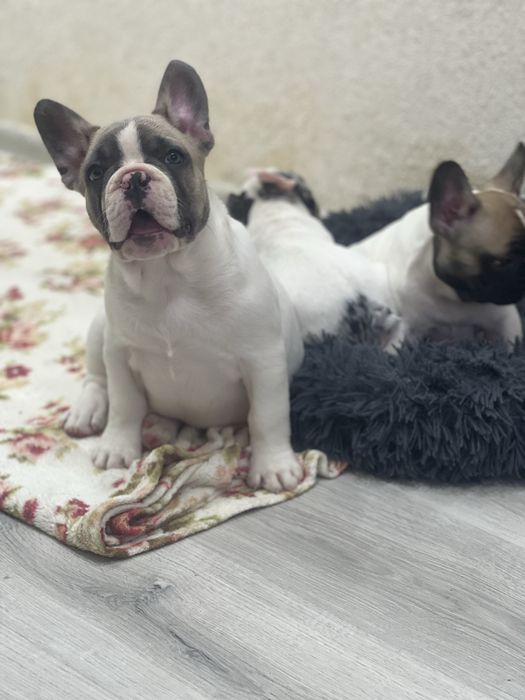 Французські круасанчики