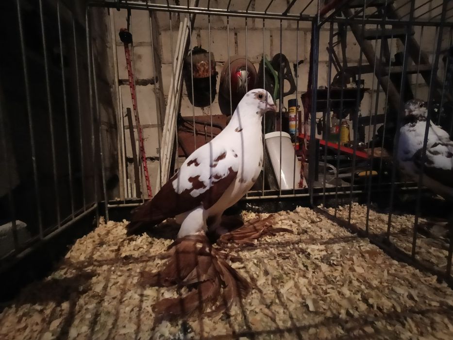 Gołębie widyny samce czerwone