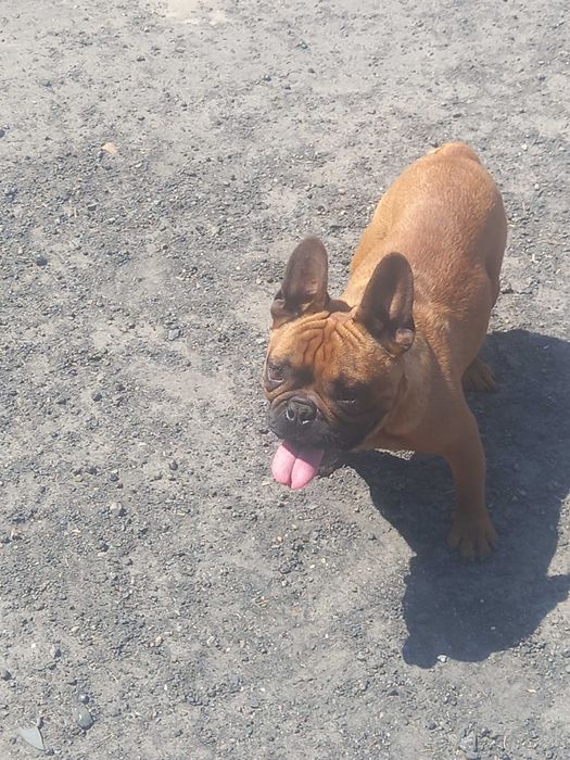 Buldog francuski piesek