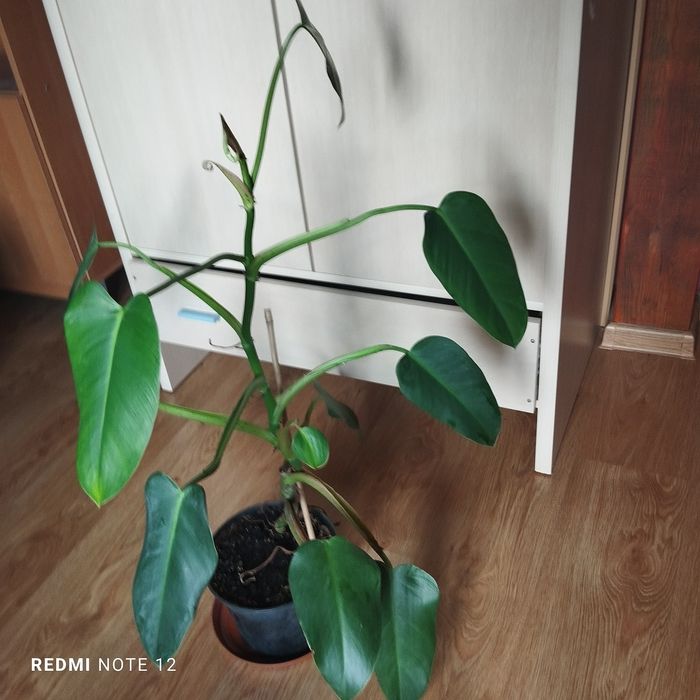 Philodendron sharoniae