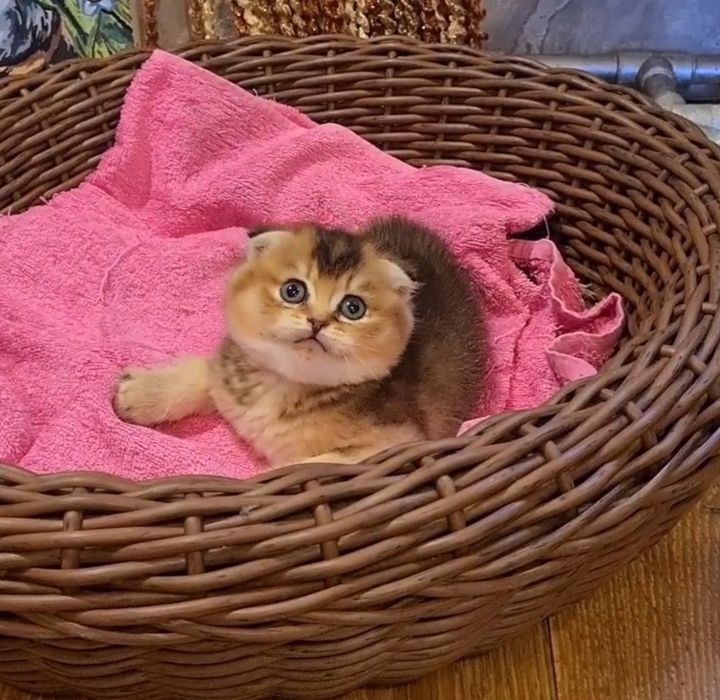 Ласковый и нежный котик