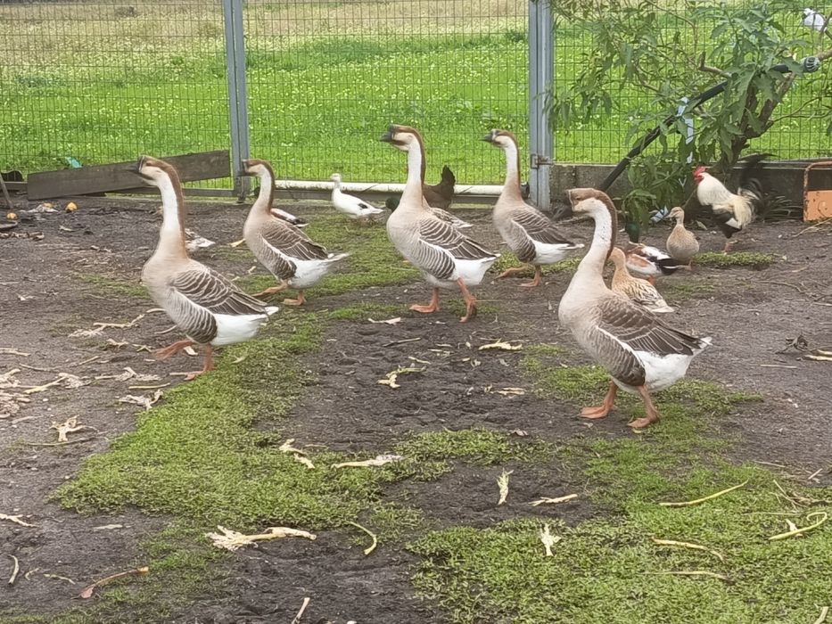 Gansos sinaleiros, Gansos da Guiné ou gansos Africanos.