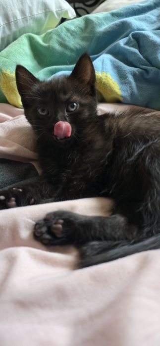 Котята бесплатно