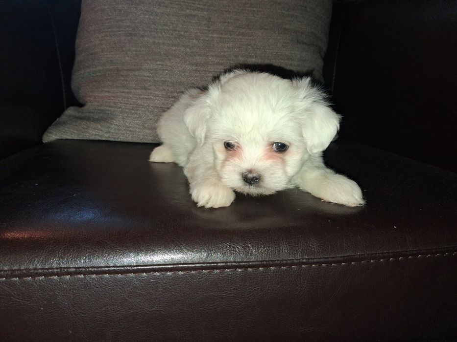 Bichon maltês macho