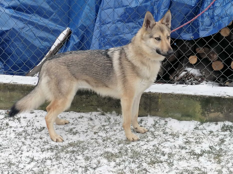 owczarek niemiecki srebrny suczka