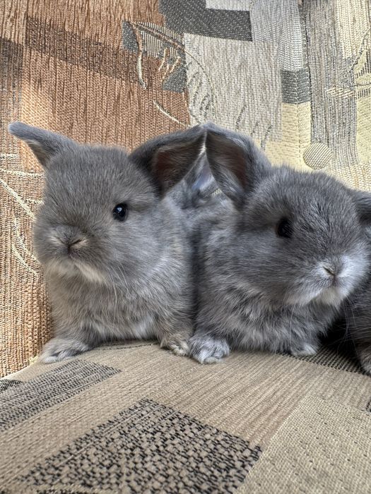 Króliki Mini Lop BunnyHop