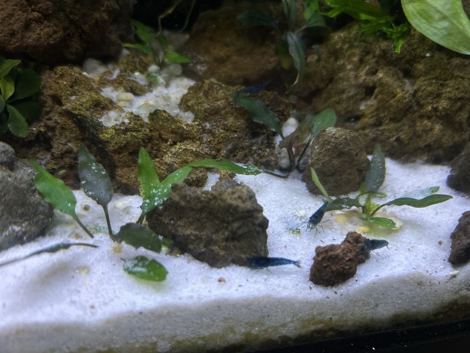Areia de rio para aquario