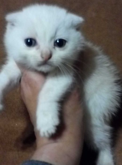 Вислоухий котенок Золотой шиншилла
