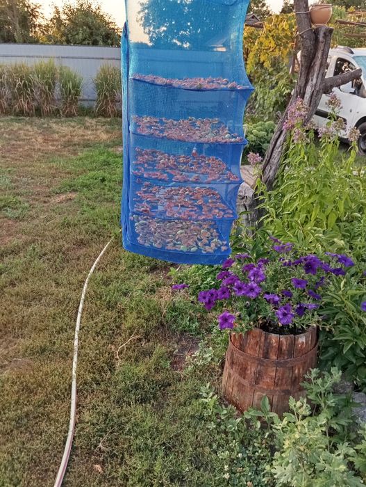 Сушка із яблук, яблучна сушка, сухофрукти