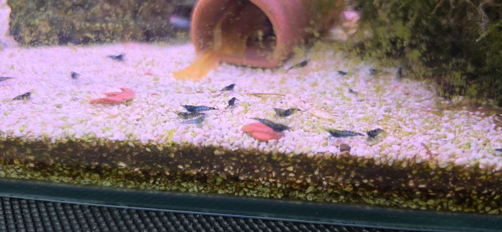 Camarões neocaridina Azul dream jovens