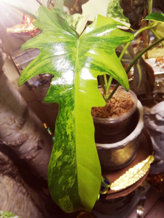 Philodendron Florida Beauty x MAYOI Variegata UNIKAT Monstera Filoden