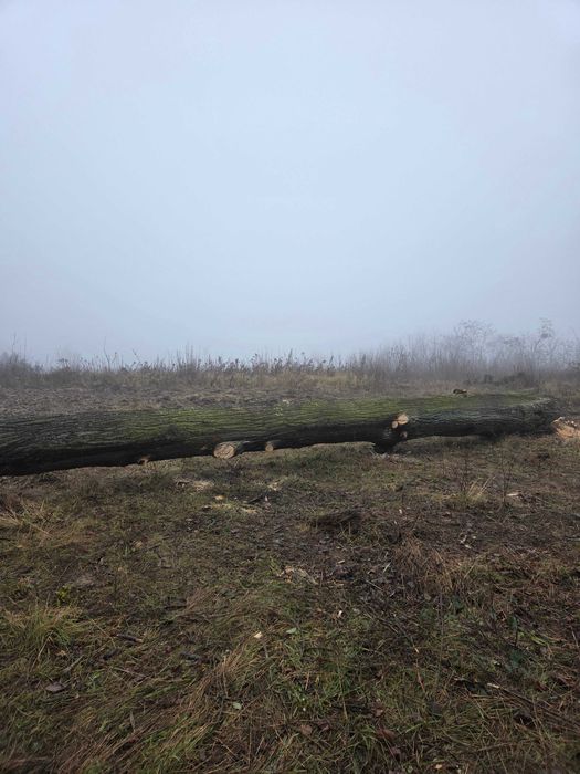 Drewno lipowe - kłody