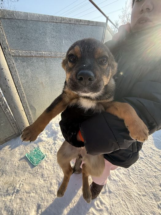 4 дівчинки шукають родину