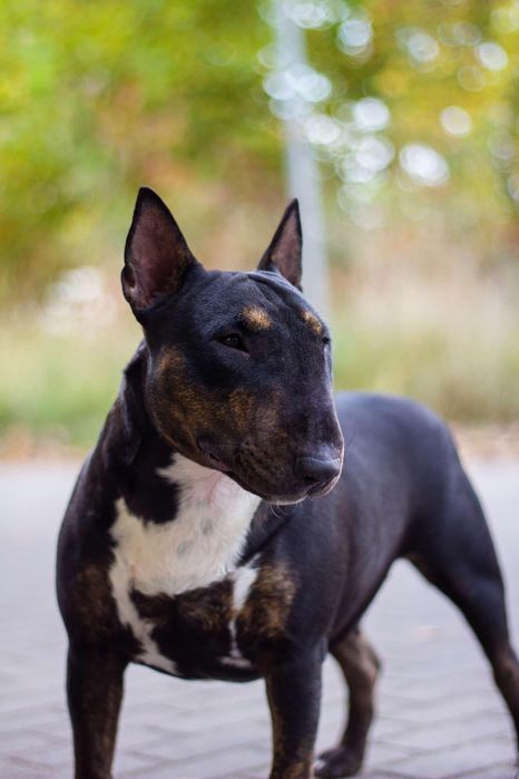 Bulterier miniaturowy