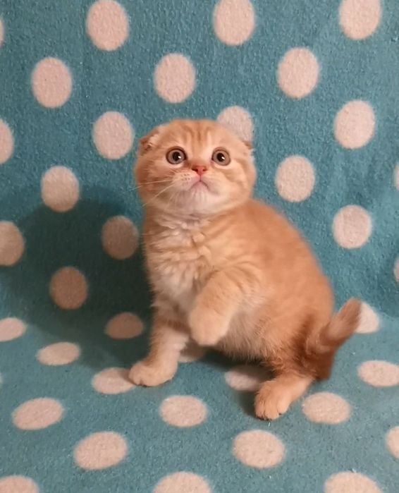 Эшли ( скоттиш фолд)