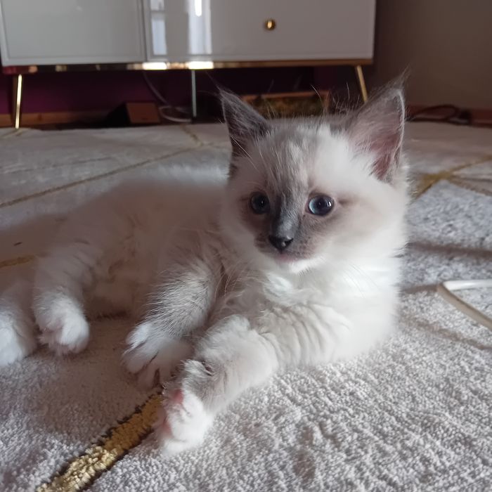 Kotka  Ragdoll z rodowodem