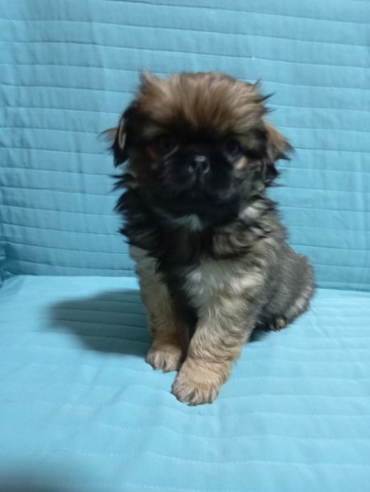 Королівські чистокровні пекінесочки