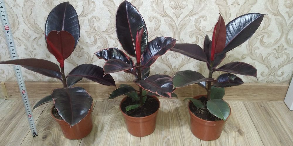 Фікус Тінеке,Бейліз,Абіджан,Шріверіана