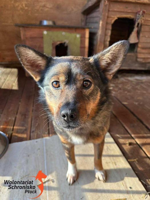 Malutka, delikatna Reda szuka kochającego domu!