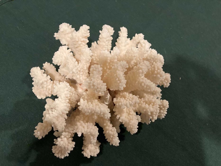 Coral natural antigo
