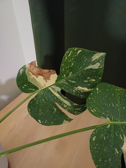 Monstera Thai Constellation