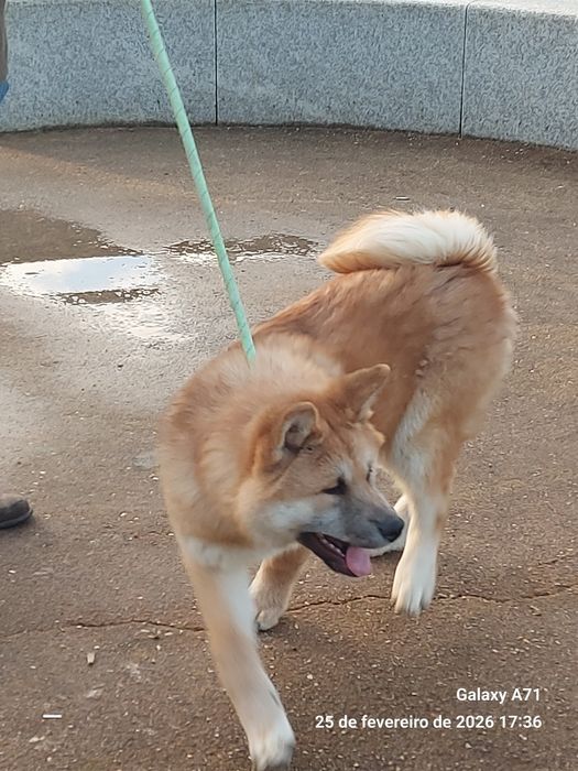 Akita inu japonês