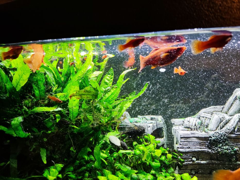 Rybki akwariowe, mieczyki, glonojady, zbrojniki, pokarm, rośliny