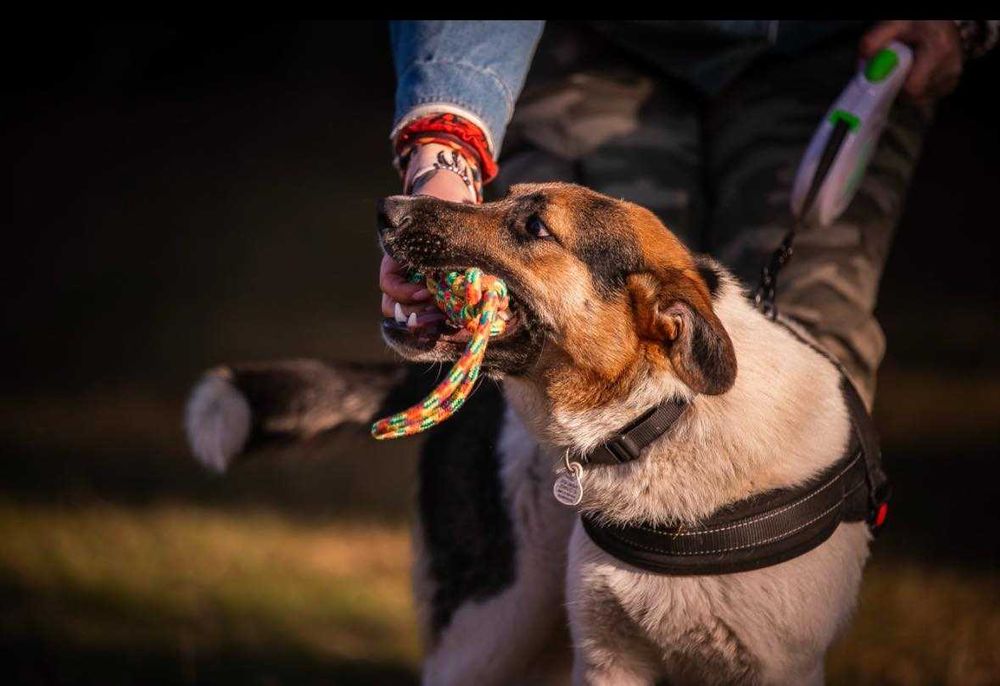 Kajtek porzucony szuka domu grzecznościowo -aktualne