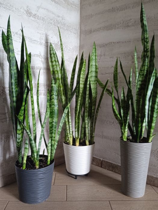 Вазон Сансеверія. Щучий хвіст. Тещин язик. Щучий хвост.Тьощин язик