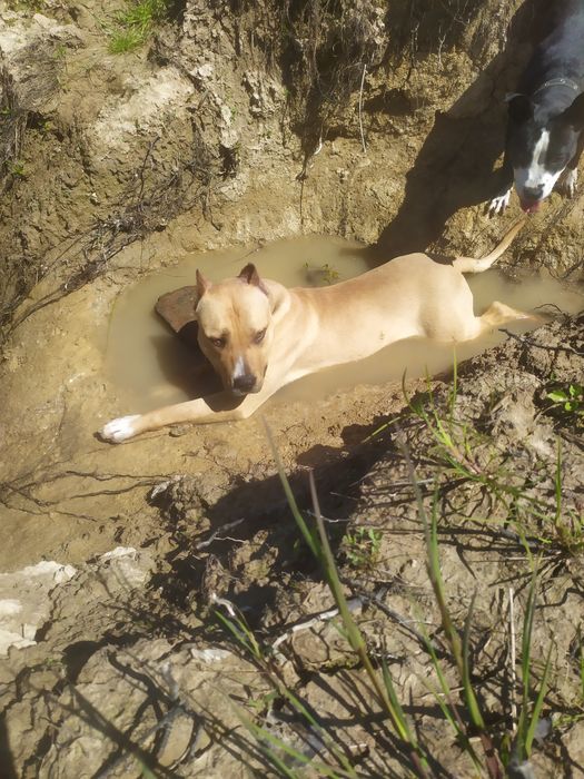 Вязка амстафа вік 2 звати Тайсон