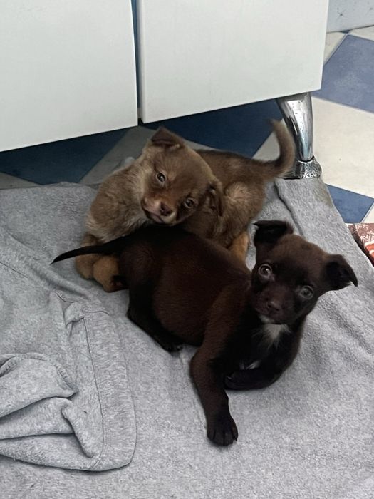 Цуценята маленької породи