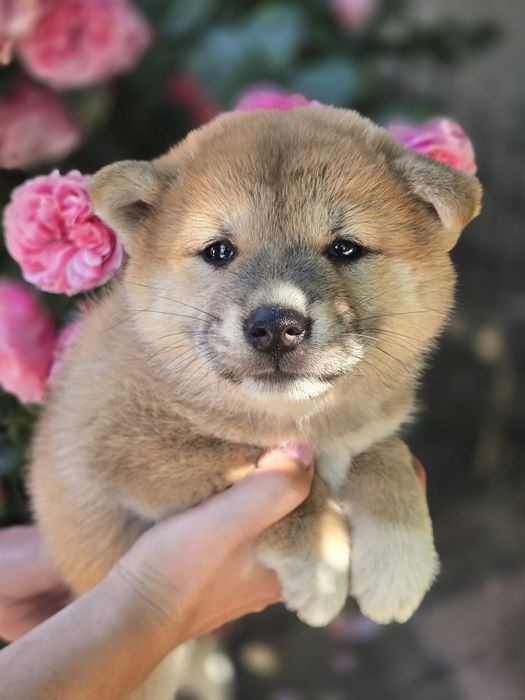 SHIBA INU suczka szczenię z metryką do rezerwacji