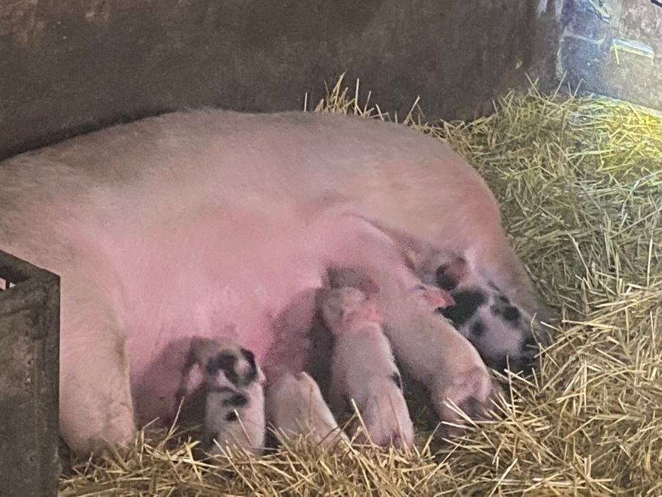 Продаю поросят есть кабанчики и свинки