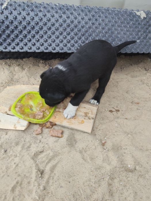 Oddam pieski za darmo