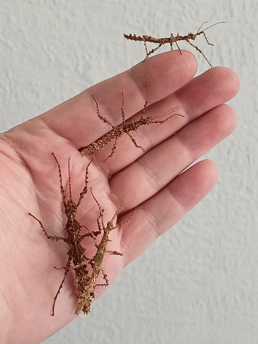 Taraxippus samarae, patyczaki straszyki