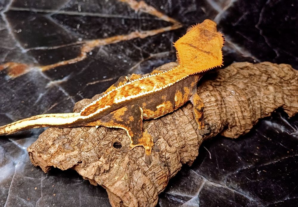 Gekon orzęsiony samiczka