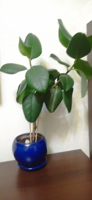 Фикус каучуконосный з горшком