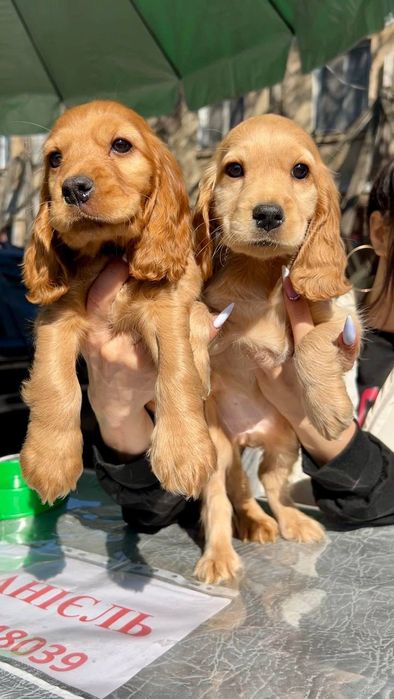 Мальчик Английский Кокер-спаниель