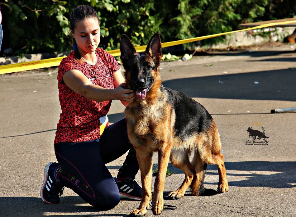 Цуценята німецткої вівчарки, допомога розплідника, підбір цуценя.