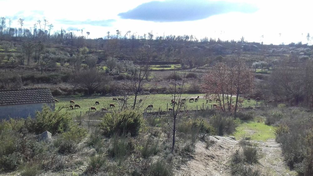 QUINTA  com casa , poço, tanque , vinha .