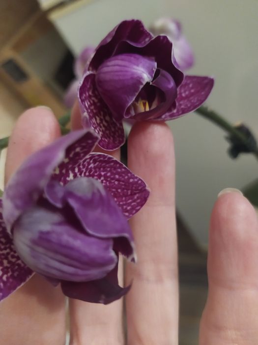 Орхидея пелор Кимоно  не цветущая