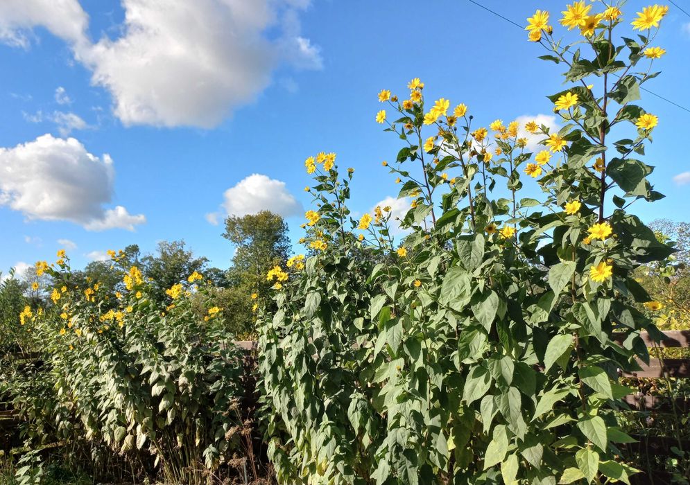 Topinambur/ słonecznik bulwiasty/ albik i rubik