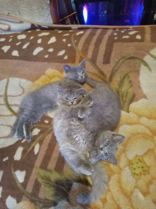 Продаются британские котята