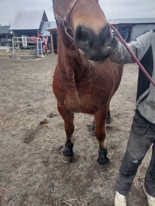 Sprzedam klacz zimnokrwistą