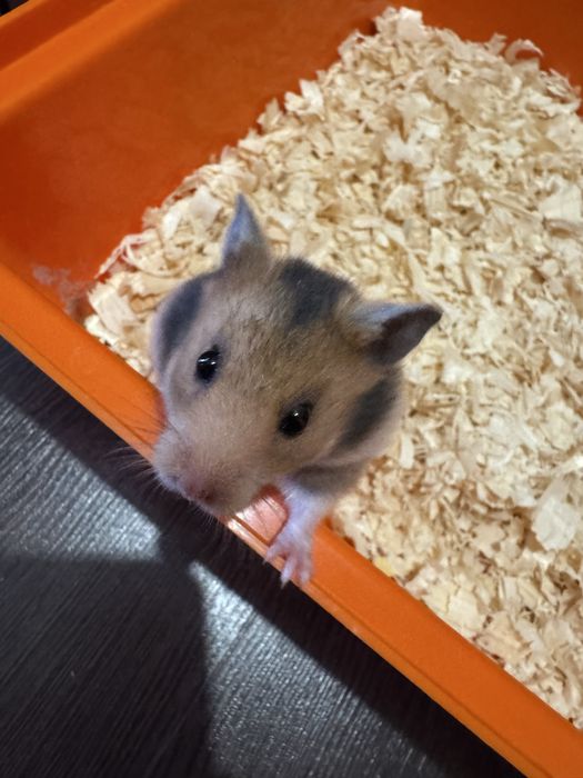 Chomik syryjski krótkowłosy samiczka