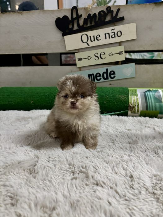 Spitz anão fêmea